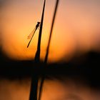 Agrion