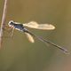 Agrion  contre-jour