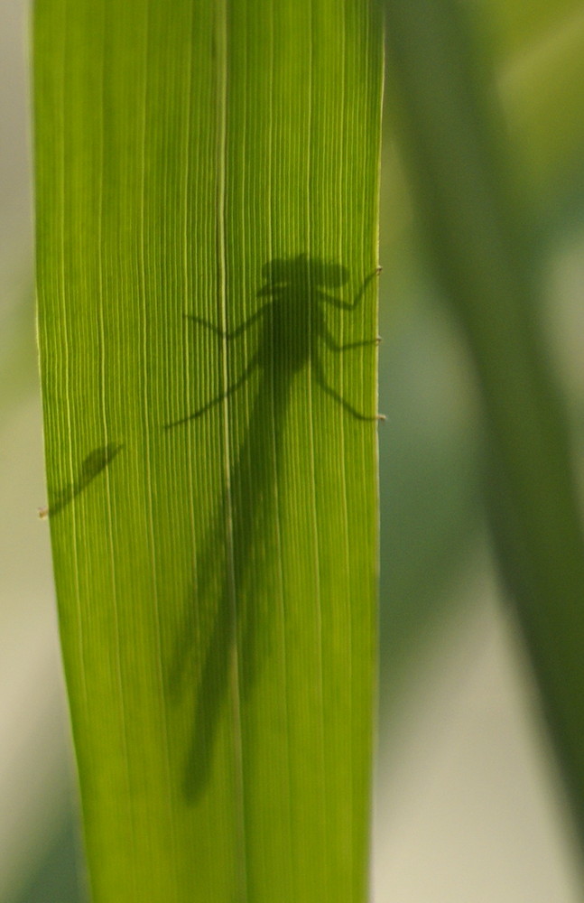 Agrion A travers feuille