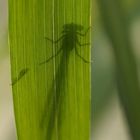 Agrion A travers feuille