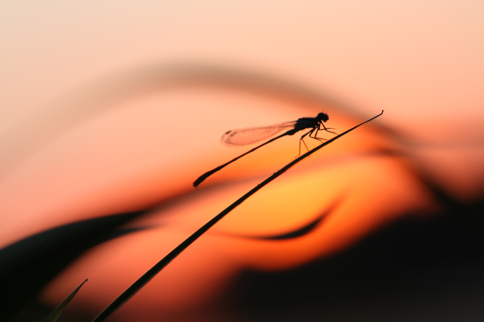 Agrion au coucher du soleil