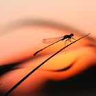 Agrion au coucher du soleil