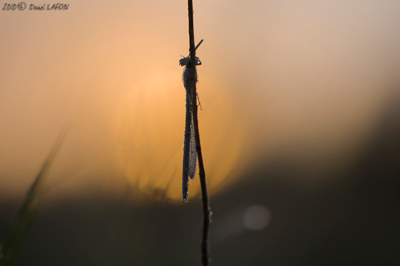 Agrion au réveil