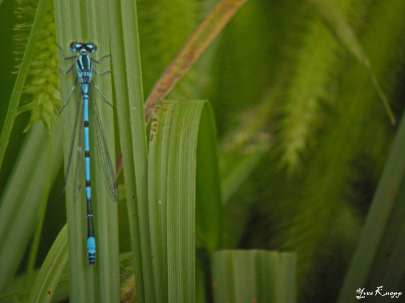 agrion au soleil