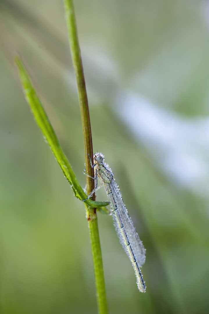 Agrion avec la rosée