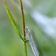 Agrion avec la rose