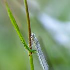 Agrion avec la rosée