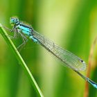 Agrion