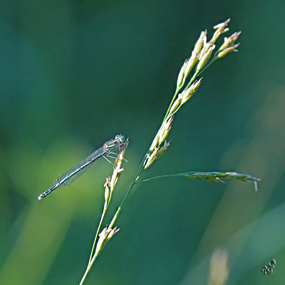 Agrion