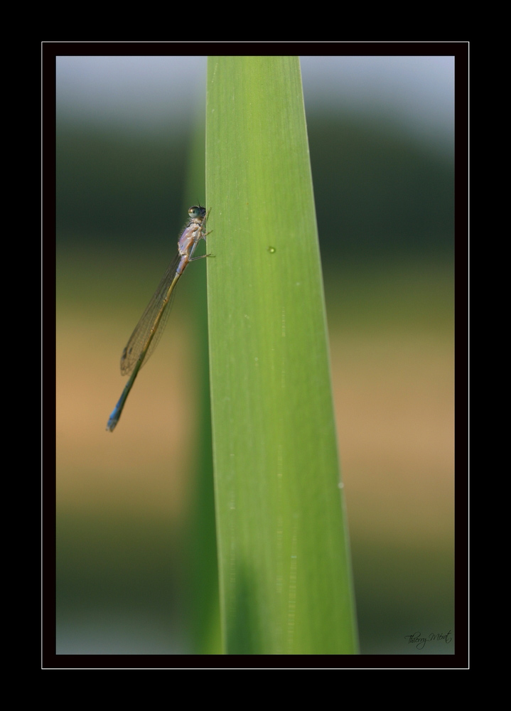 Agrion