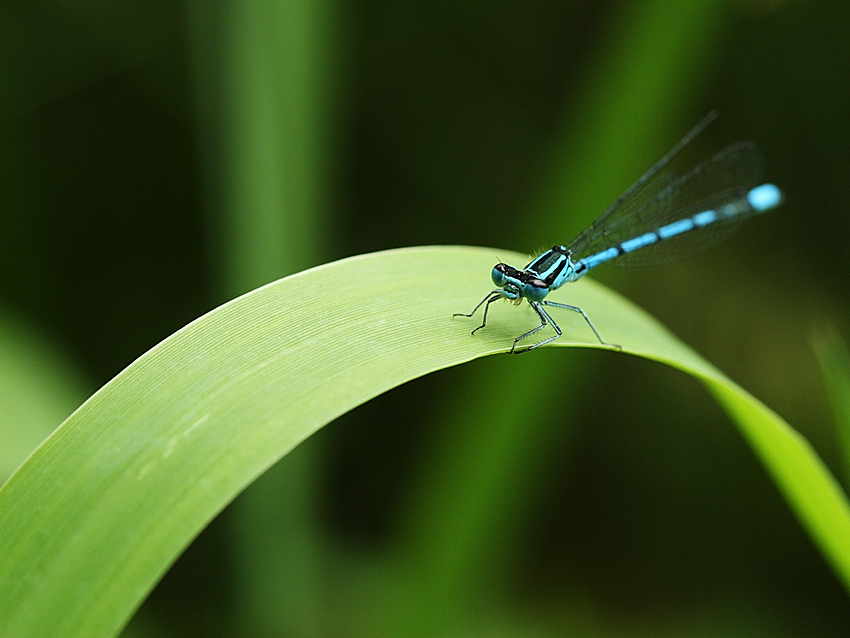 agrion bleu