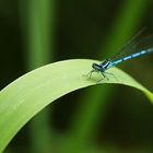 agrion bleu