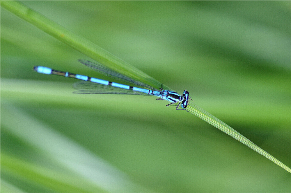 agrion bleu