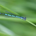 agrion bleu