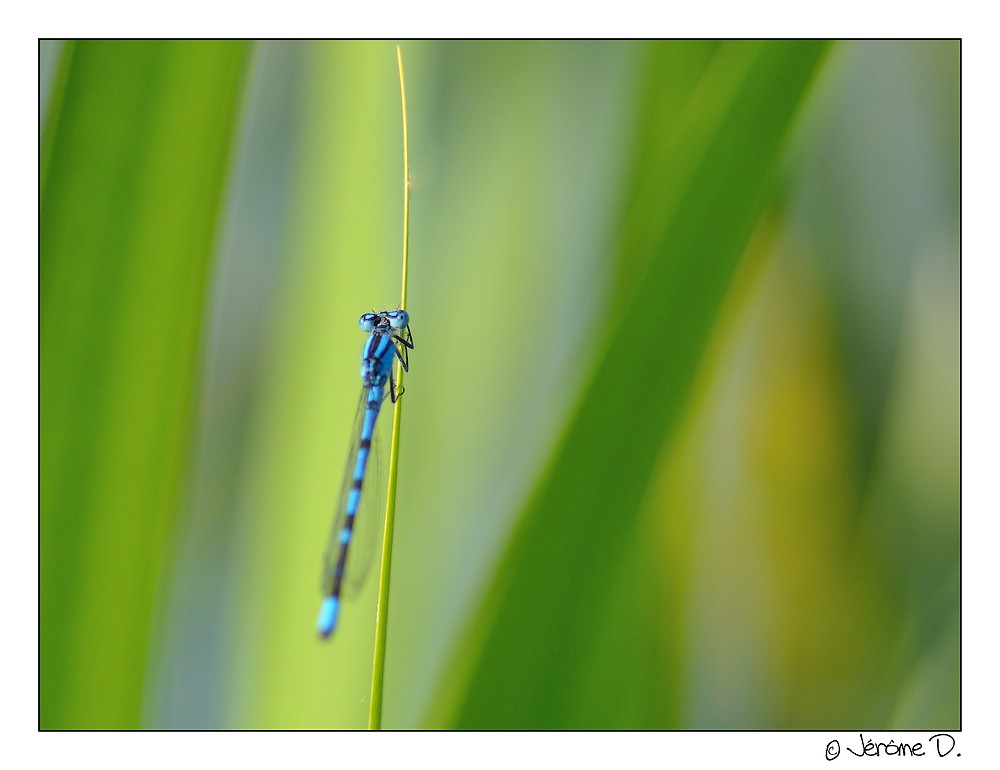 Agrion bleuâtre