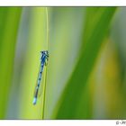 Agrion bleuâtre