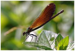 Agrion (Calopteryx virgo femelle)