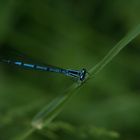 Agrion