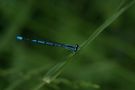 Agrion de Naturae 