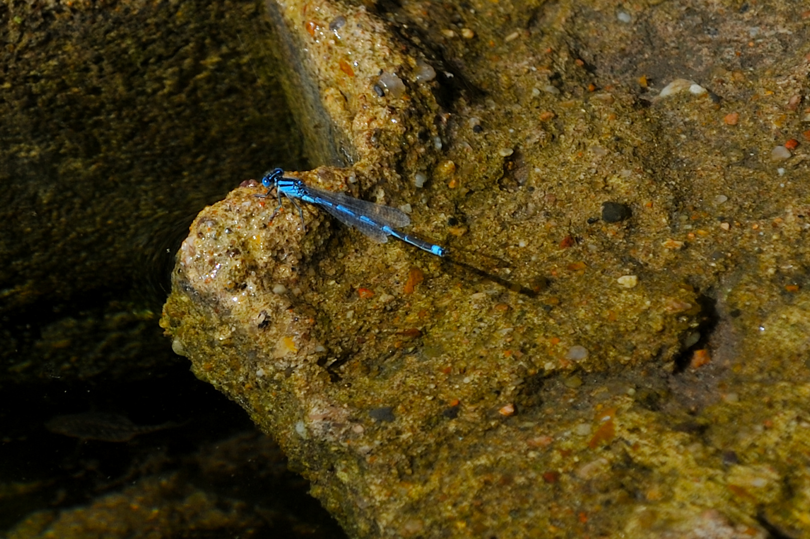 Agrion de vander Linden