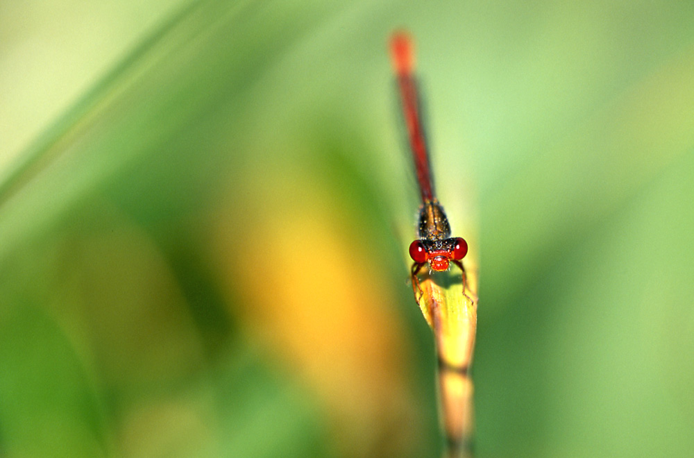 Agrion délicat