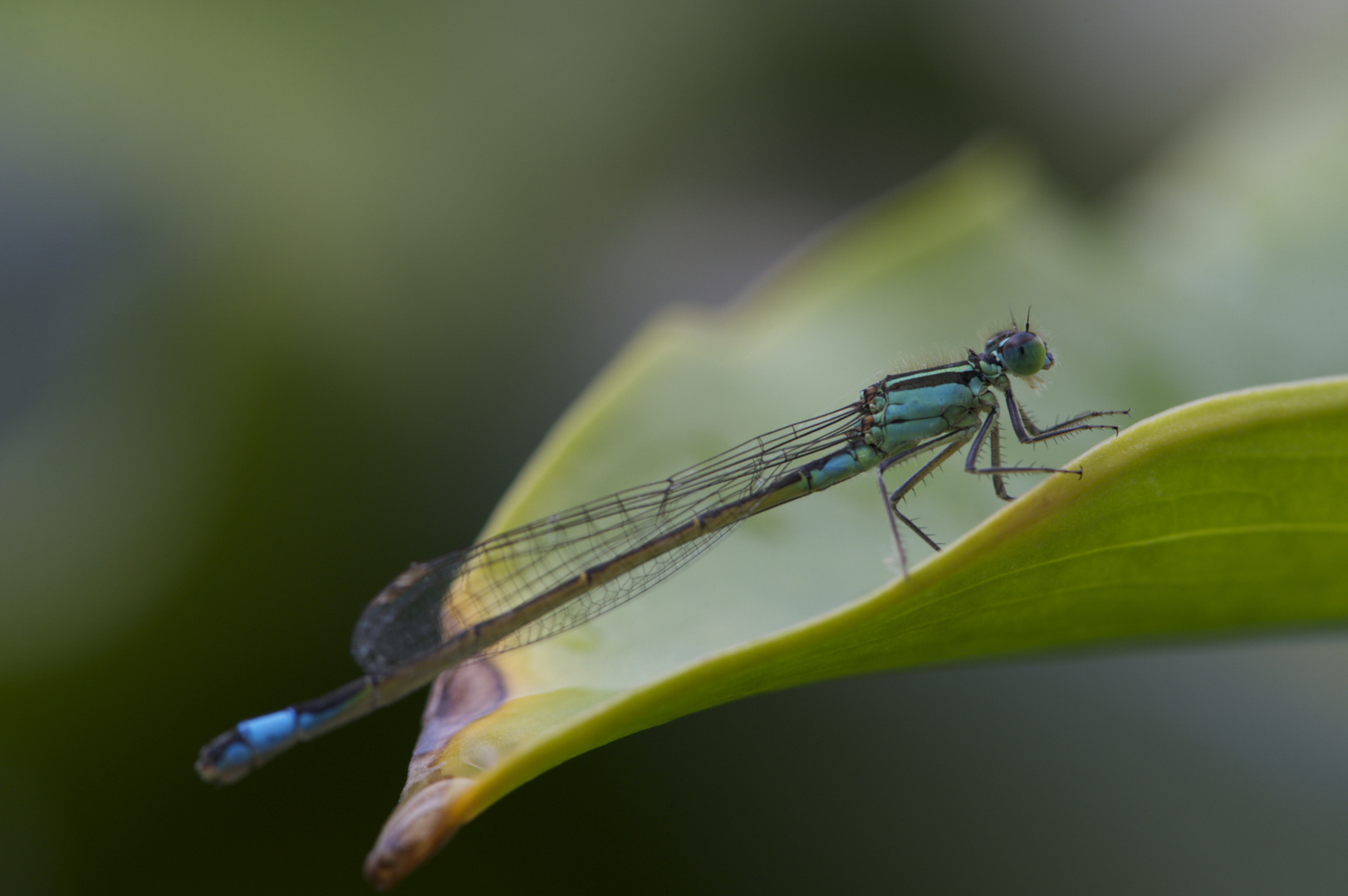 Agrion élégant