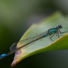 Agrion élégant