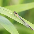 agrion élégant