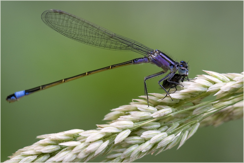 Agrion élégant, femelle immature (Ischnura elegans) 2