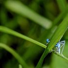 Agrion élégant (Ischnura elegans)