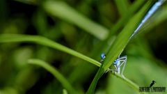 Agrion élégant (Ischnura elegans)