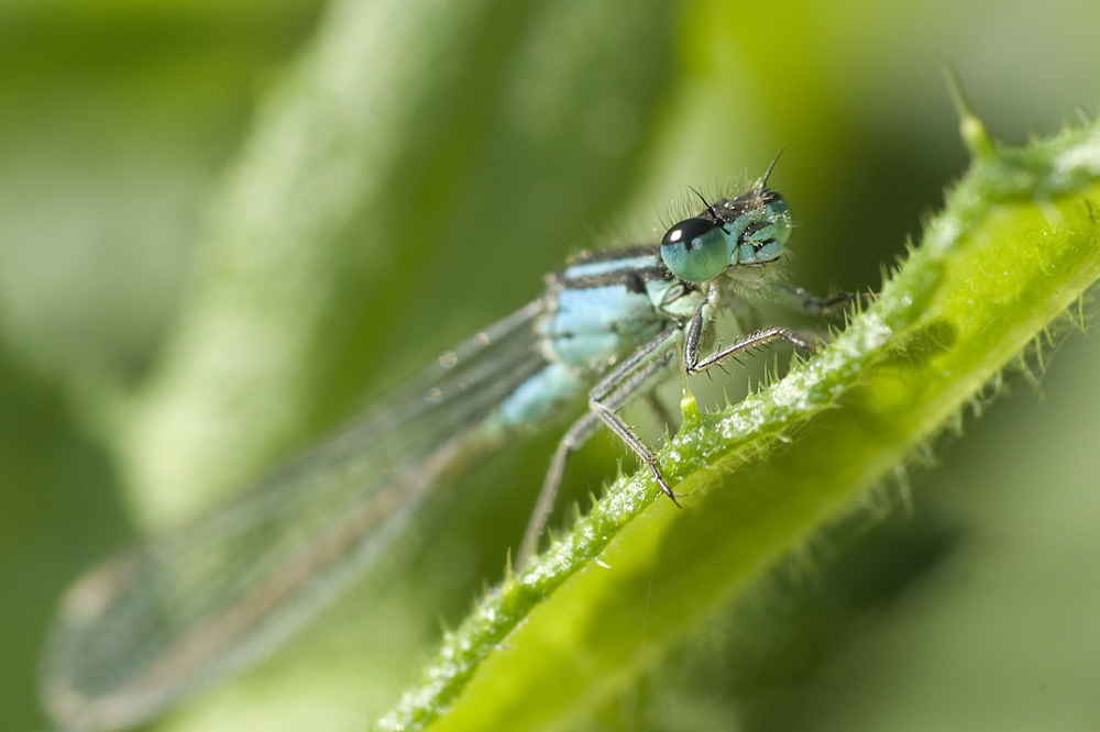 Agrion en attente