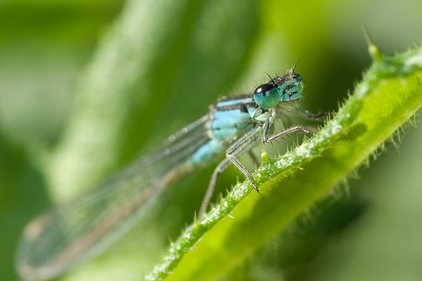 Agrion en attente