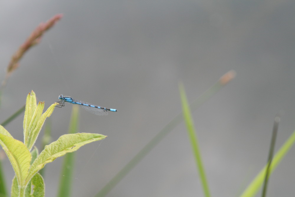 agrion en pleine observation