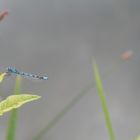 agrion en pleine observation