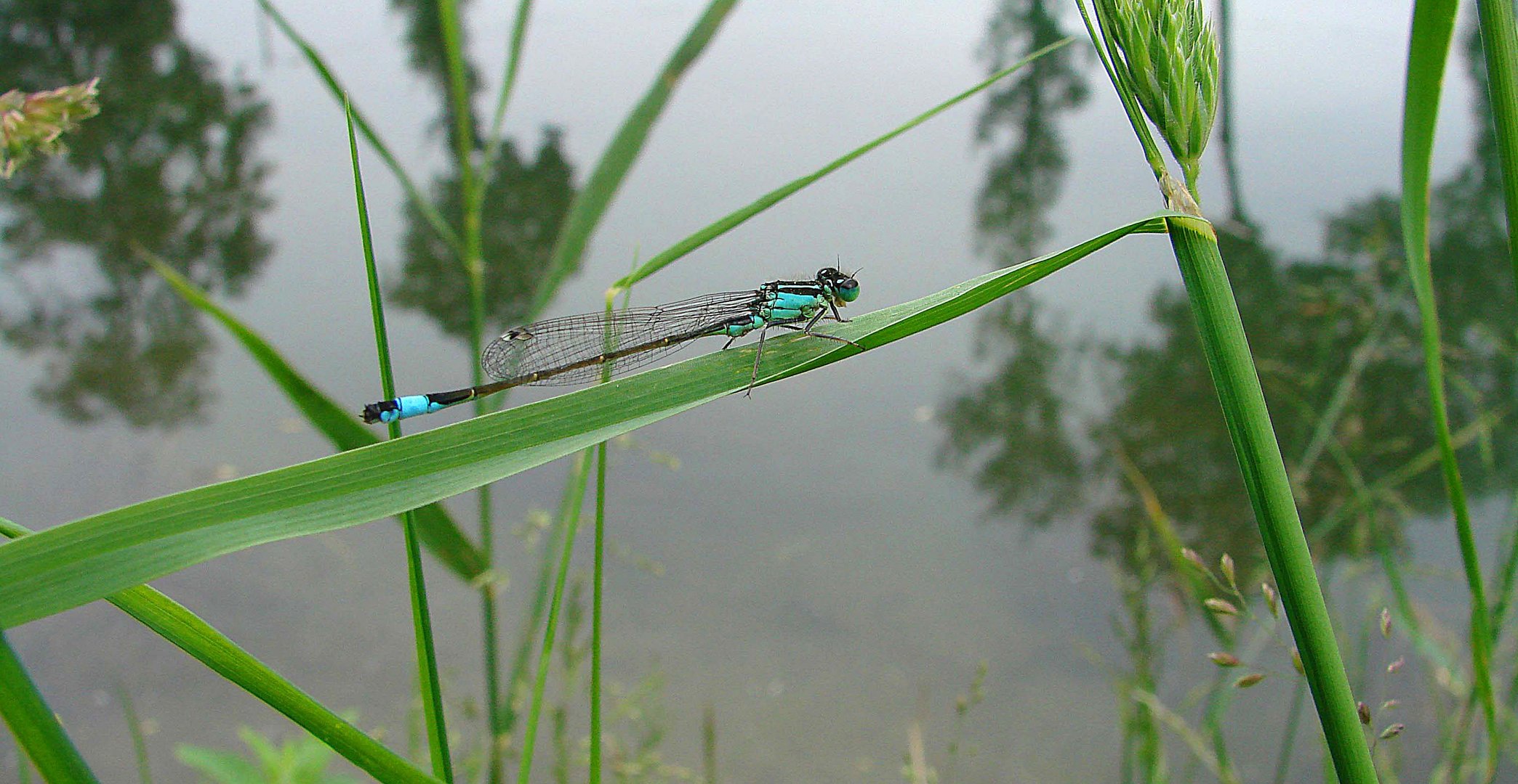 Agrion Ischnura elegans