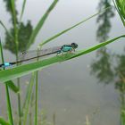 Agrion Ischnura elegans