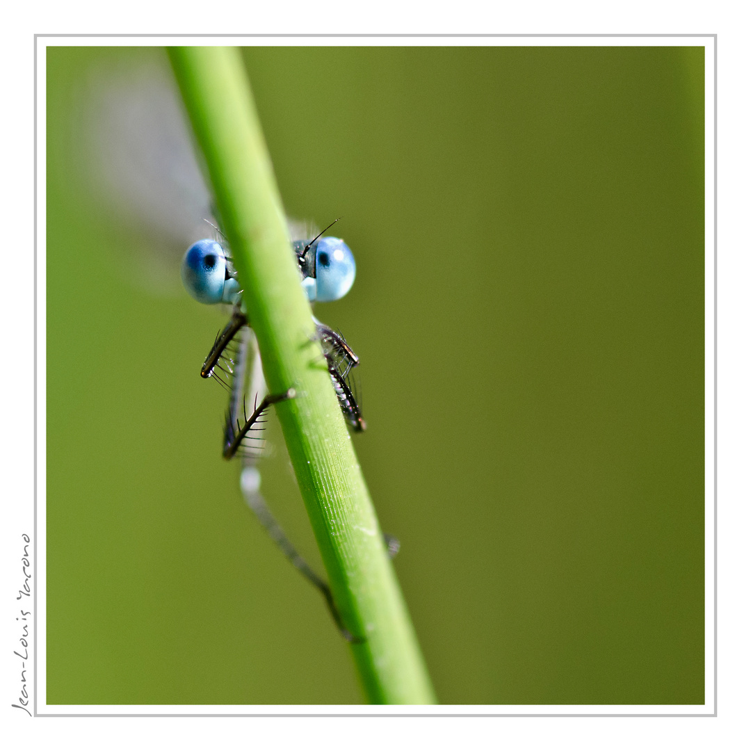 Agrion, je t'ai à l'oeil