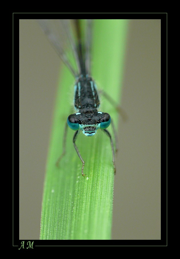 AGRION JOUVENCELLE