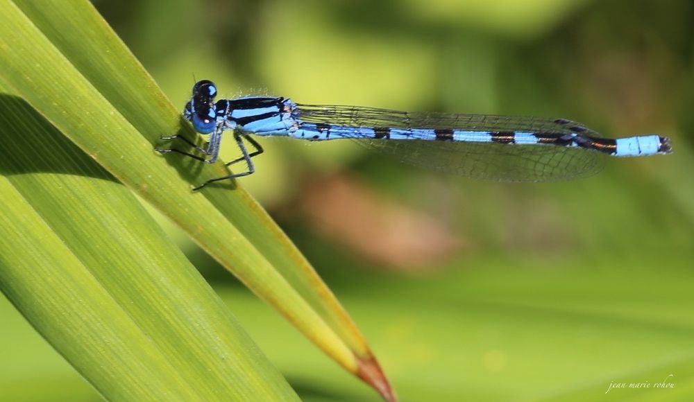 Agrion Jouvencelle