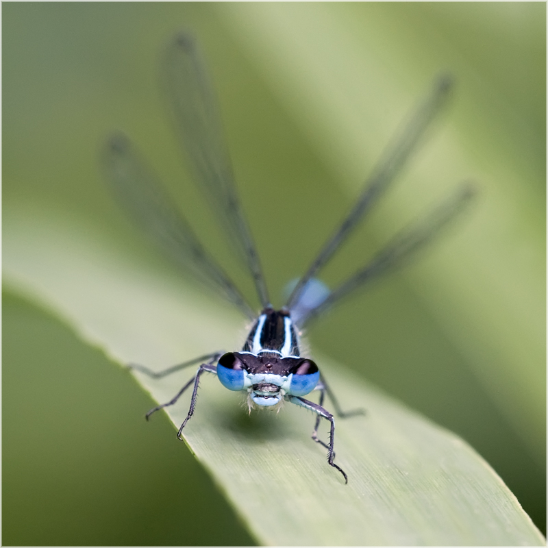 Agrion jouvencelle mâle