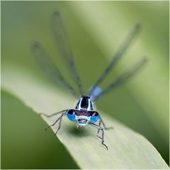 Agrion jouvencelle mâle