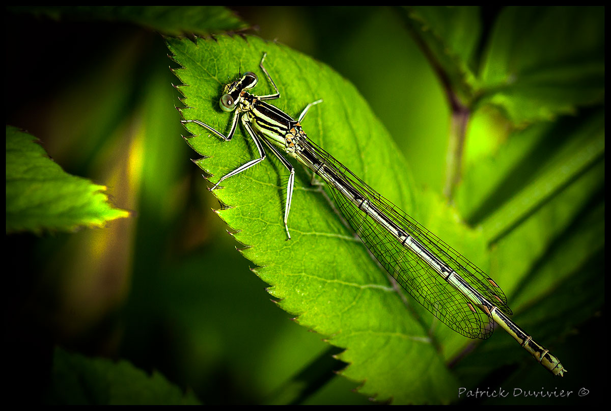 agrion-la-pose