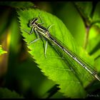 agrion-la-pose