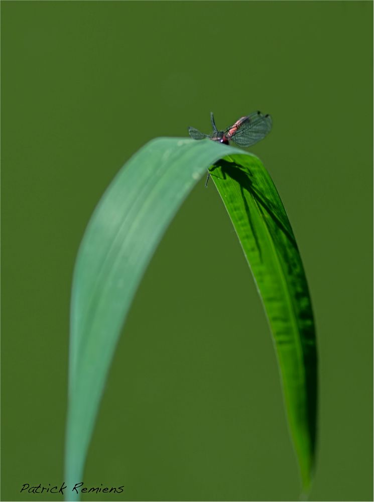 agrion masqué