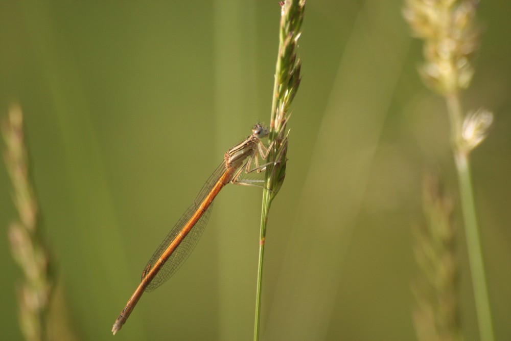 agrion orange