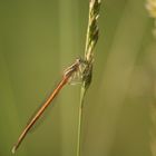 agrion orange