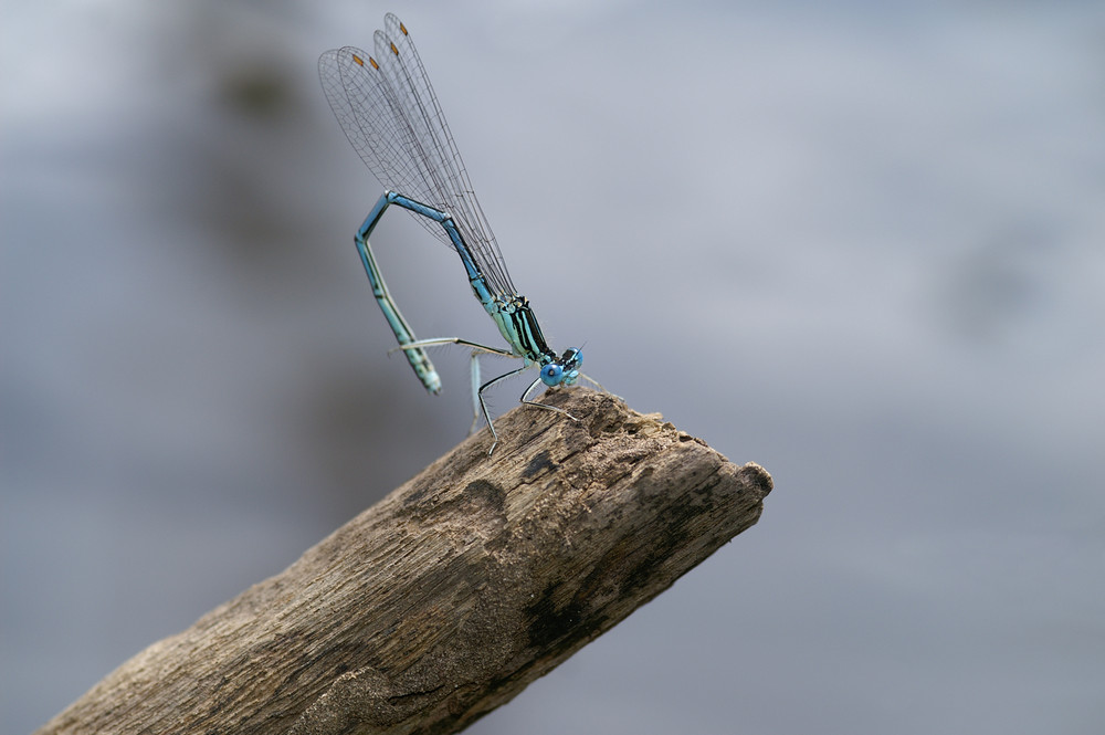 AGRION PERCHE