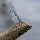 AGRION PERCHE