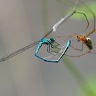 Agrion piégé